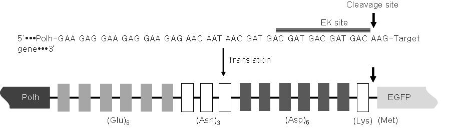 Nucleotide and amino acid sequences of the linker and enterokinase cleavage sites inpBac9-PolhEKA vector.