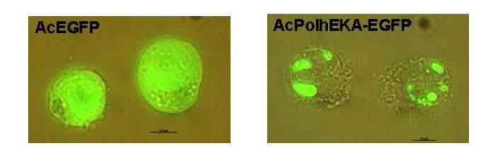 Formation of fluorescent granules after infection of Sf9 cells with AcPolhEKA-EGFP. Sf9cells infected with AcEGFP and AcPolhEKA-EGFP were observed 3 days p. i. by fluorescent microscopy using an Axiophot Universal microscope (Zeiss, Germany) (Magnification: × 1,000).