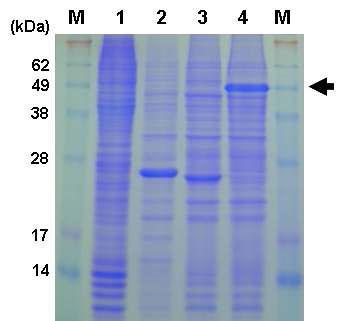 SDS-PAGE analysis of Sf9 cells infected with AcPolhEKA-EGFP. At 3 days p. i., total cellular lysates were separated by 12% SDS-PAGE, and the gels were then stained with Coomassie Brilliant Blue. Lane M, protein molecular weight marker; 1, mock-infected Sf9 cells; 2, AcMNPV; 3, AcEGFP; 4, AcPolhEKA-EGFP. The arrow indicates the PolhEKA-EGFP fusion protein.