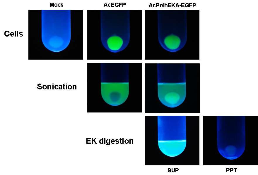 Localization of EGFP fluorescence during purification of the PolhEKA-EGFP fusion protein.Cells, cell-harvest step; Sonication, centrifugation after sonication; EK treatment, centrifugation after enterokinase digestion; SUP, supernatant; PPT, precipitated pellet. All EGFP photographs were taken on a UV-transilluminator in a dark room.