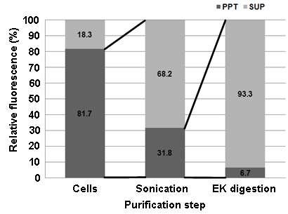 Distribution of EGFP fluorescence during purification of the PolhEKA-EGFP fusion protein.Cells, cell-harvest step; Sonication, centrifugation after sonication; EK treatment, centrifugation after enterokinase digestion; SUP, supernatant; PPT, precipitated pellet. All EGFP photographs were taken on a UV-transilluminator in a dark room. The lines indicate the shift of EGFP fluorescence from the pellet to the supernatant. The numbers in the columns indicate the relative fluorescence (%) at each purification step.