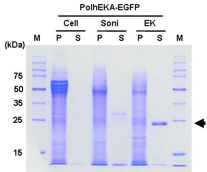 Protein profiles during purification of the PolhEKA-EGFP fusion protein. The proteins ateach step were separated by 12% SDS-PAGE, and the gels were then stained with Coomassie Brilliant Blue. Lane M, protein molecular weight marker; P, PPT S, SUP Cell, after cell harvest step; Soni, after sonication step EK, after enterokinase digestion step. The arrow indicates the purified EGFP protein.