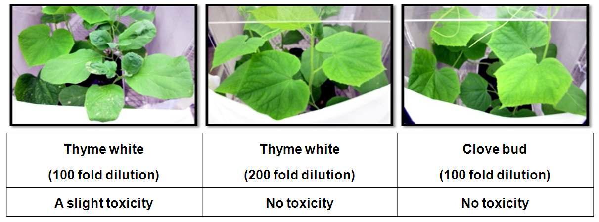 Phytotoxicity of dilution due oil-based emulsioms.