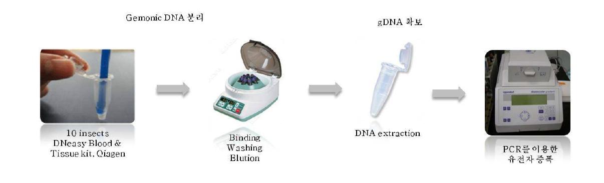 PCR for distinguishing biotype of Bemisia tabaci.