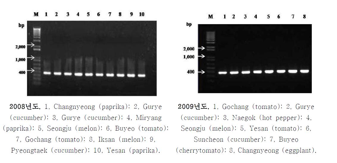 The 400bp PCR product of B. tabaci collected in 2008 and 2009.