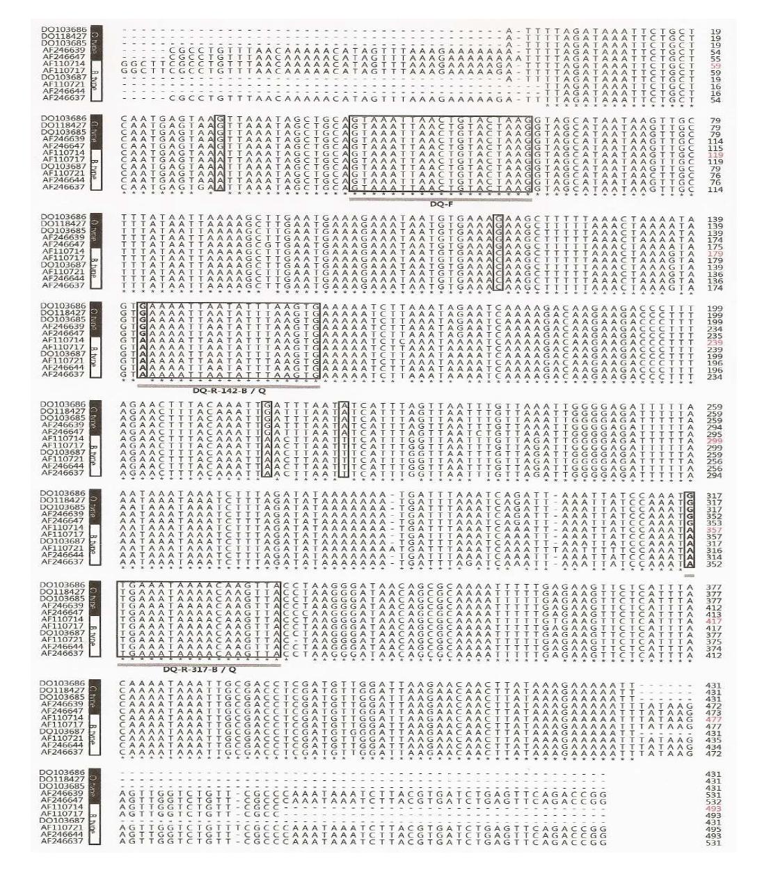 16S RNA sequence of Bemisia tabaci.