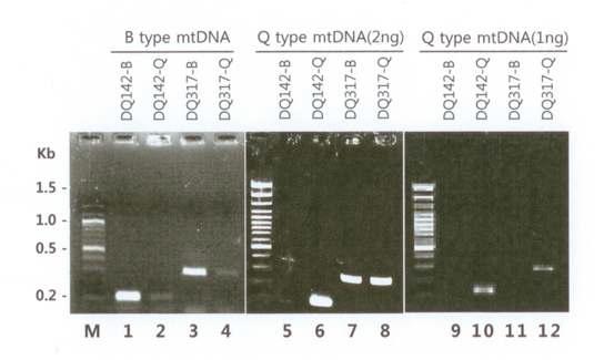 PCR primer of B. tabaci biotype B and Q.