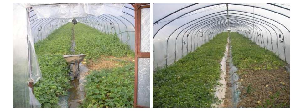 Andong oriental melon greenhouse.