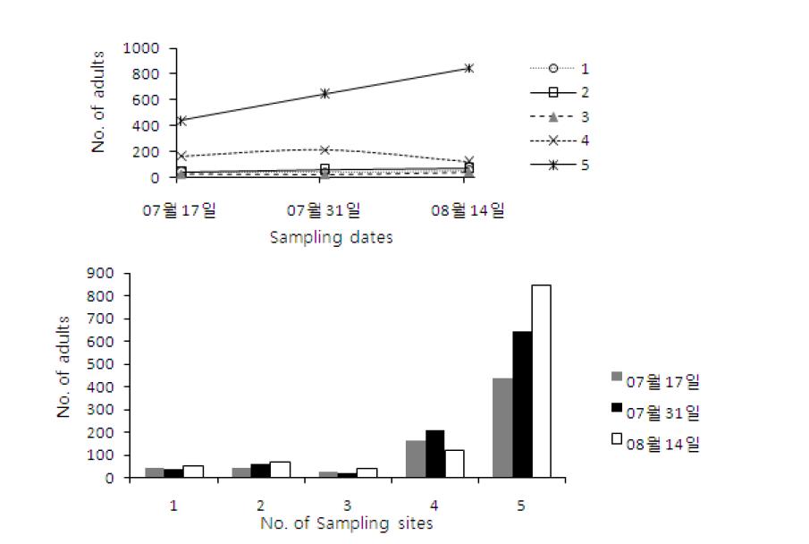 Occurrence of Bemisia tabaci B type in Jincheon.