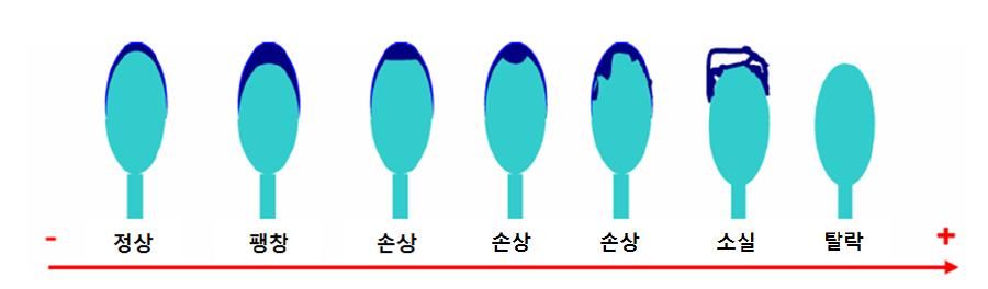 첨체 손상의 변화 모식도