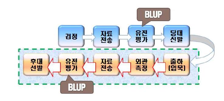 삼겹살 생산량의 개량을 위한, 개량 시스템, 이 개량시스템에서 박스로 표시된부분이 후대 형매 검정이 실시되는 부분임