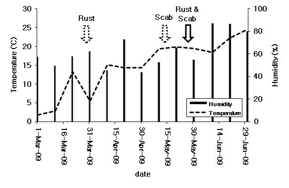 관행배농장(안성시, 2009년)에서 온도(℃)와 습도(%)에 따른배검은별무늬병원균과 배붉은별무늬병원균의 포자 비산 정도.