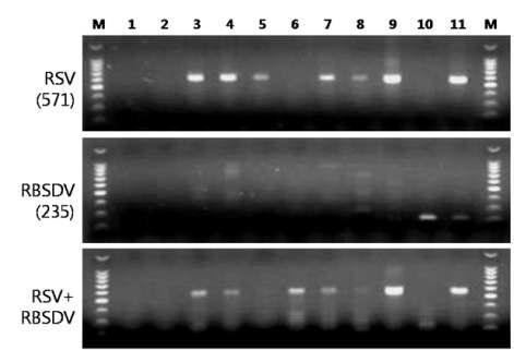 VC/RT-PCR for the leaves of rice plant infected with RSV, RBSDV andRSV+RBSDV, respectively and viruliferous vector of SBPH with RSV.