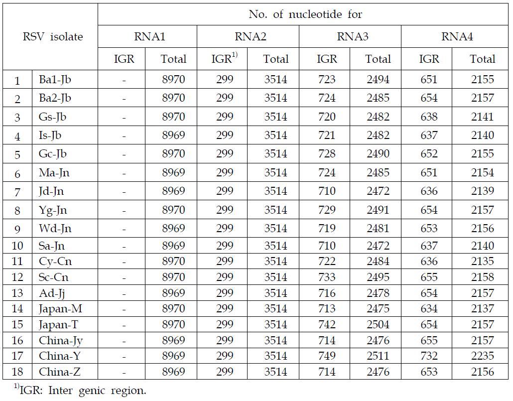 Total number of nucleotide for RSV genomes