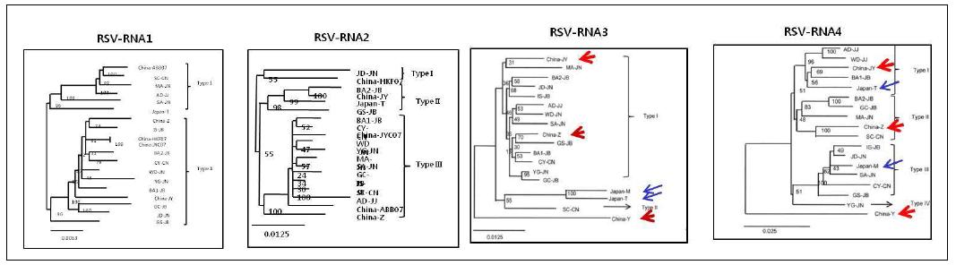 Phylogenetic trees of the completed genomic sequences for RSV RNA1, RNA 2, RNA3 and RNA4 of 18 RSV isolates (13 Korean, 2 Japanese and 3 Chinese) by the NJ method with a boostrap value for each internal node using 1,000 radom replication.