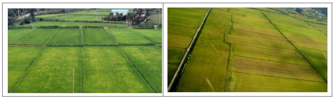 Yellow symptom induced by RSV on rice fields at Haenam area on Aug. 20 in 2008 (Left) and brown decoloration at Hyundai Seosan Farm on Sept. 25 in 2009 (Right).