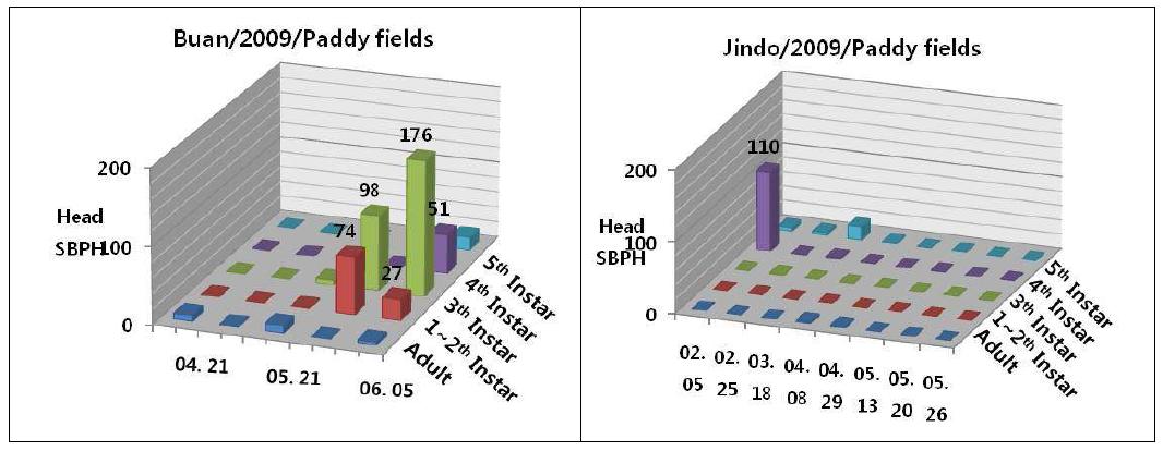 Population of SBPH by the development stages on fields at the areas ofBuan (Left) and Jindo (Right).