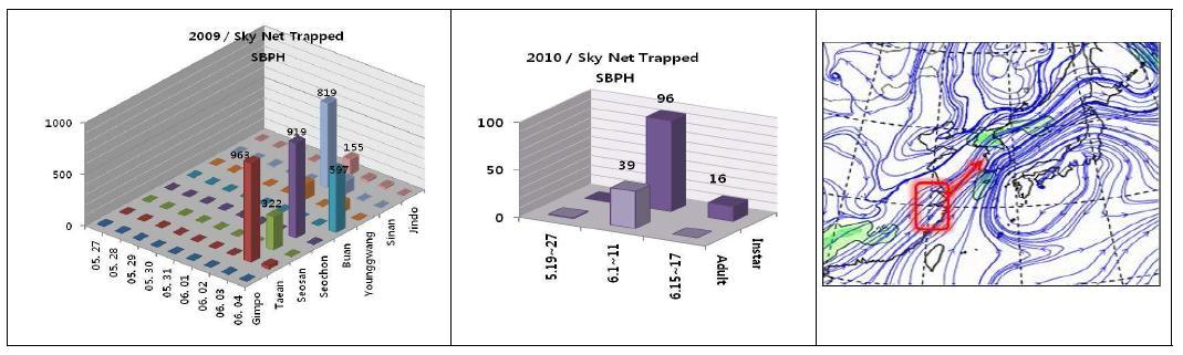Population of SBPH trapped by sky net at the 7 west coastal areasincluding Taean in 2009 (Left) and 2010 (Center). Stream line at 850hPa on May 31 in 2009 (Right, KMA).