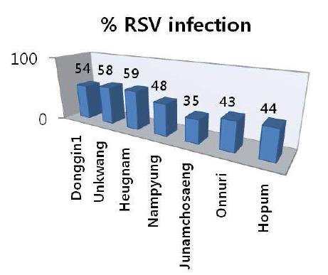 Symptom expression of RSV on susceptible cultivars of Donggin1, Ungwang and Heugnam, and other 4 resistant cultivars including Nampyung by seedling test