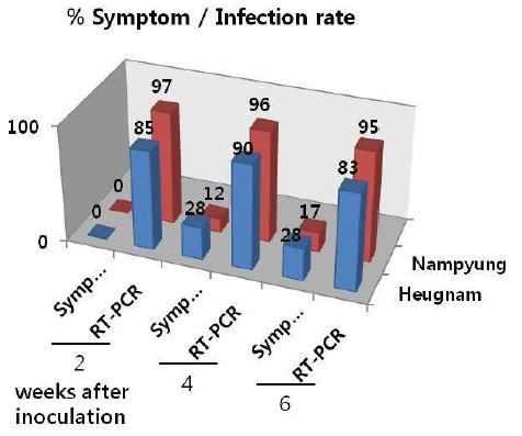 Symptom expression and RSV infection on susceptible cultivar of Heugnam and resistant one of Nampyung at 2 to 6 weeks afer artificial inoculation.