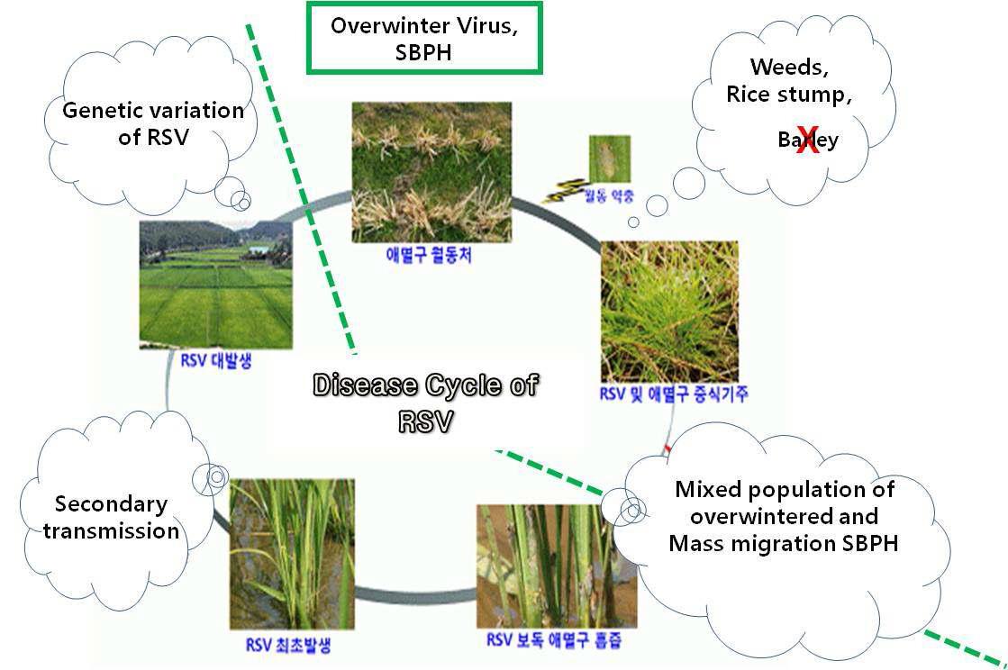 Disease cycle of RSV proposed newly depending upon the over winteredhosts of RSV and SBPH, and immigrant SBPH.