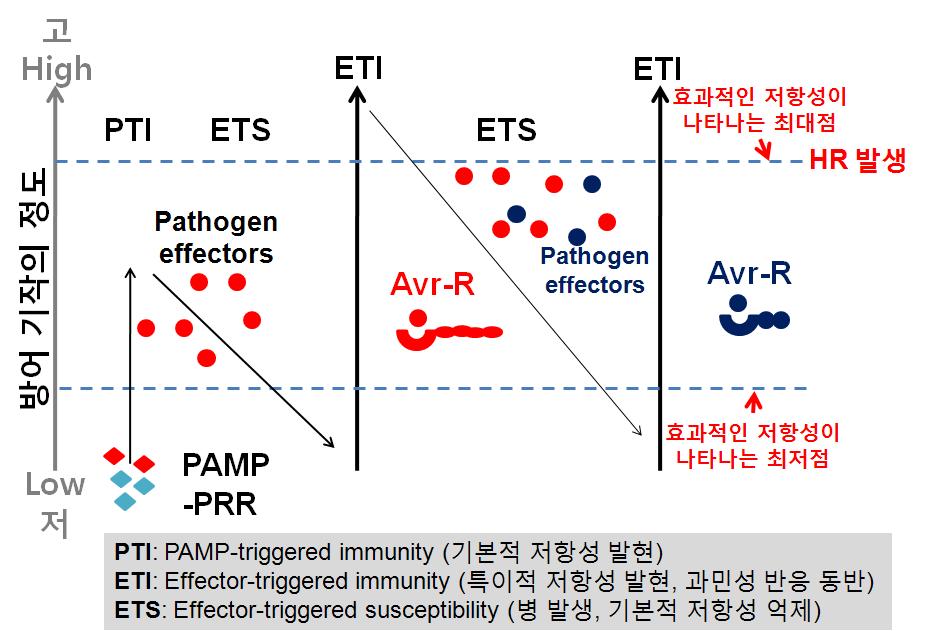 식물의 innate immunity의 진화과정.