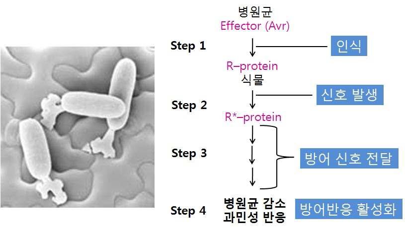 병저항성 관련 신호 전달 기작의 모식도