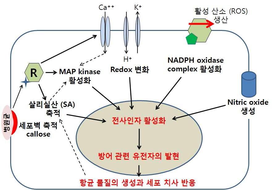 식물 세포 수준에서 다양한 병 저항성 방어 신호 전달 기작