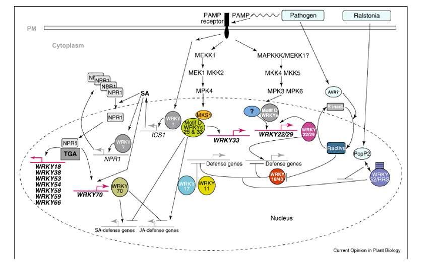 식물 MAP kinase cascade와 WRKY 전사활성인자