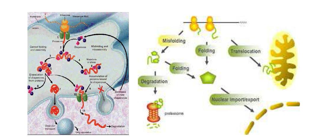 샤페론 단백질의 생체내 기능과 단백질 폴딩조절 과정