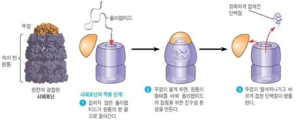 샤페론 단백질의 생체 단백질 폴딩조절 과정