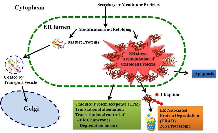 폴딩이 제대로 되지 않은 단백질의 소포체 내 축적과 이에 따른 세포의 적응반응