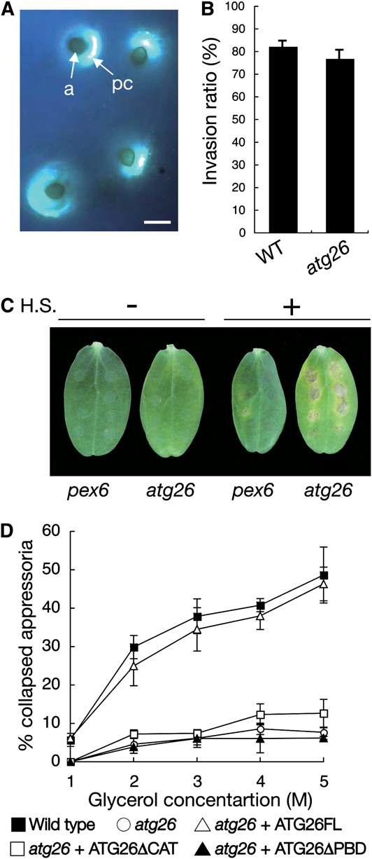 Phenotypic Analysis of the atg26 Mutant in Terms of Its Appressorial Functionality for Host Invasion.