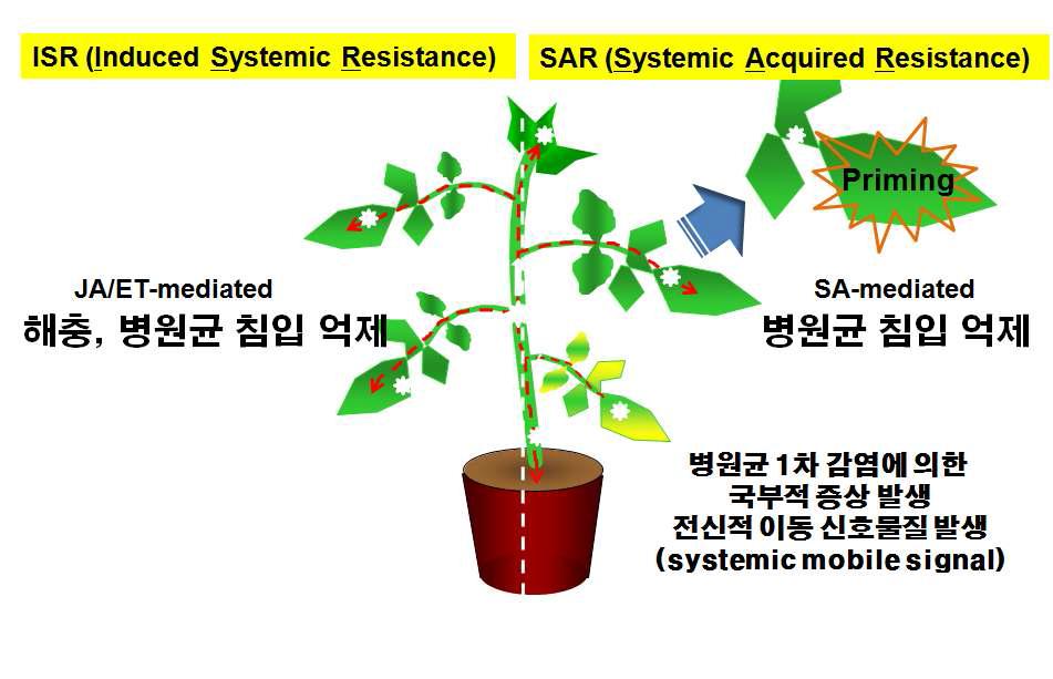 식물 전신저항성과 주요 신호전달 과정