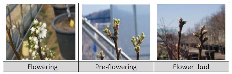 Picture of Flowering, pre-flowering, and flower bud in the green house.