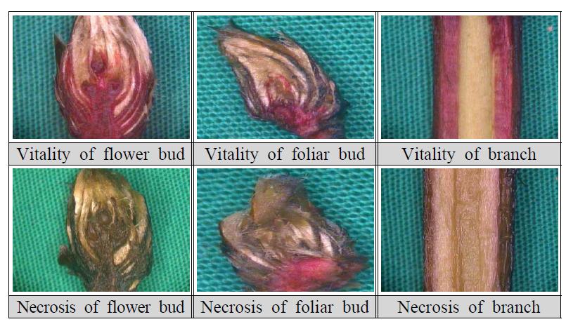 Vitality and necrosis of flower bud and foliar bud using TTC test.