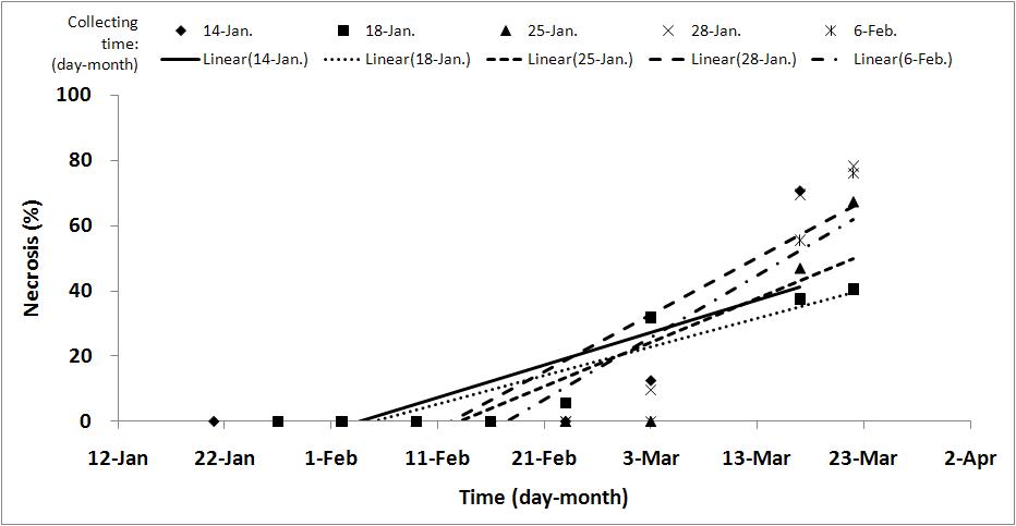 Necrosis of flower bud-branch according to collecting time with the passing of time at -15℃ using TTC test at once a week.