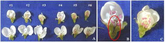 Survey of inflorescences damaged by frost