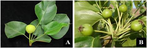 Number of fruit setting in inflorescences