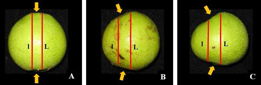 Ratio of proper shape in fruitlet