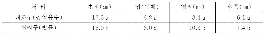 빗물처리구와 농업용수 처리구의 딸기 생육조사