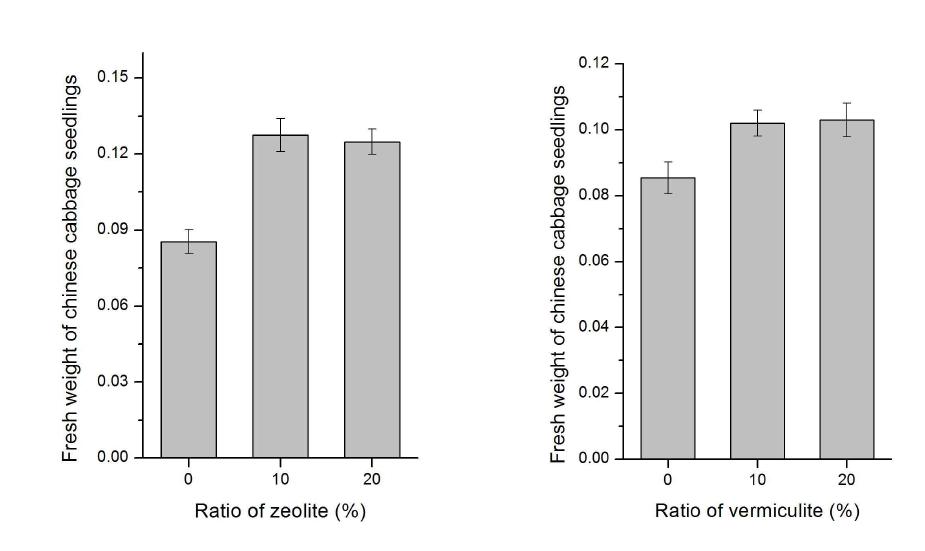 제올라이트 및 버미큘라이트의 비율에 따른 배추 묘의 생체중 차이