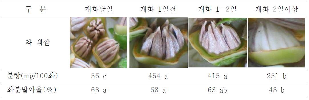 감 인공수분 꽃가루 채취용 꽃봉오리 채취시기별 약 특성