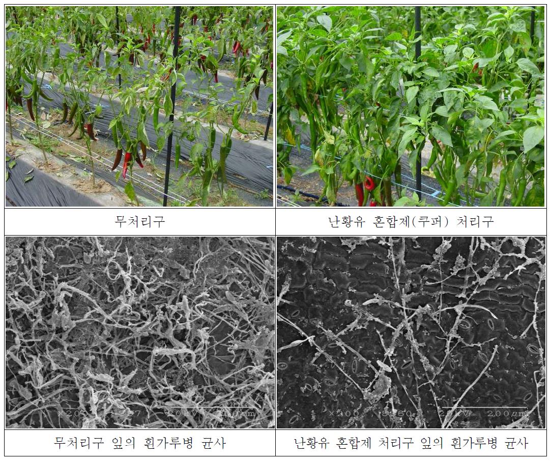 시험포장 처리구별 고추흰가루병 발생정도 및 고추 잎의 흰가루병 SEM 관찰결과