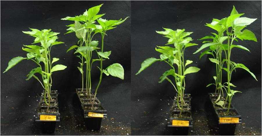 선발 균주의 고추 유묘 생장촉진 효과 (좌, 대조구; 우, 선발미생물 처리)