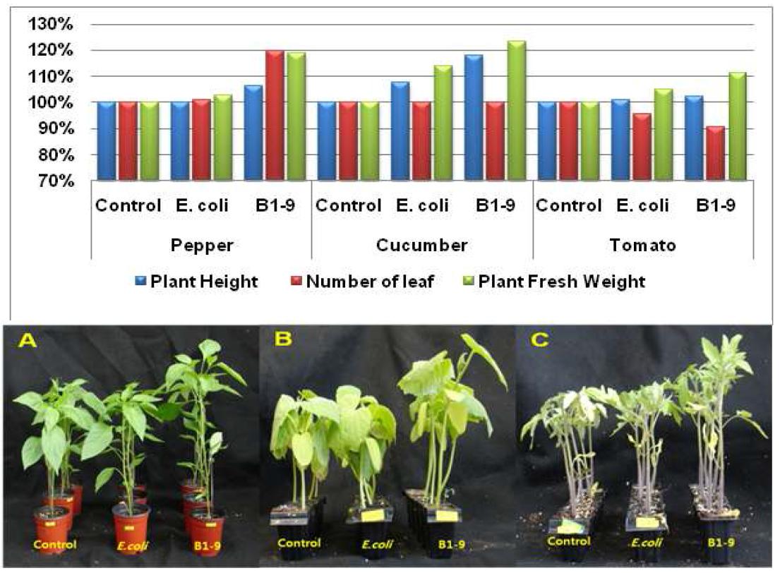 Pantoea ananatis B1-9의 고추, 오이, 토마토 유묘에 대한 생장촉진 효과