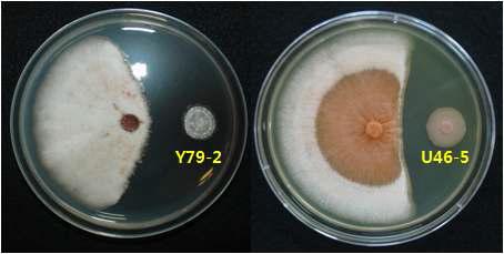 Y79-2 및 U46-5의 고추탄저병균에 대한 길항효과 실내검정