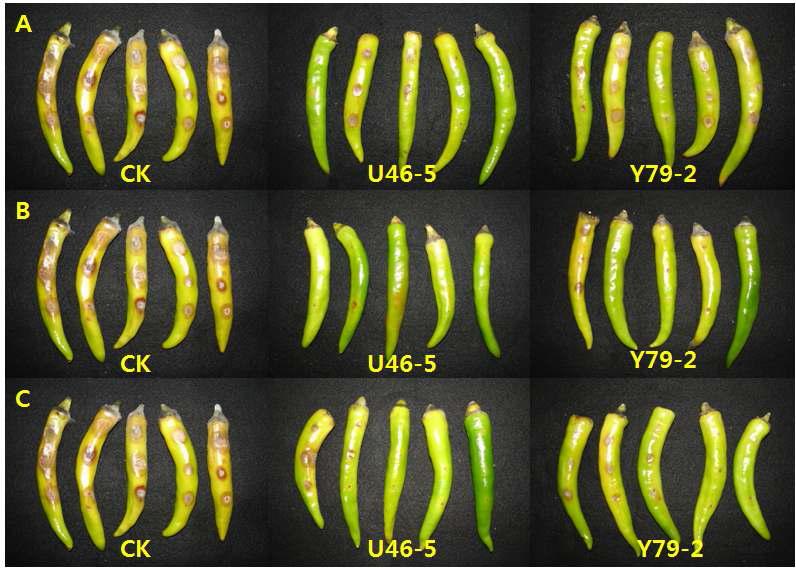 Y79-2와 U46-5의 고추탄저병 억제효과 실내검정 결과