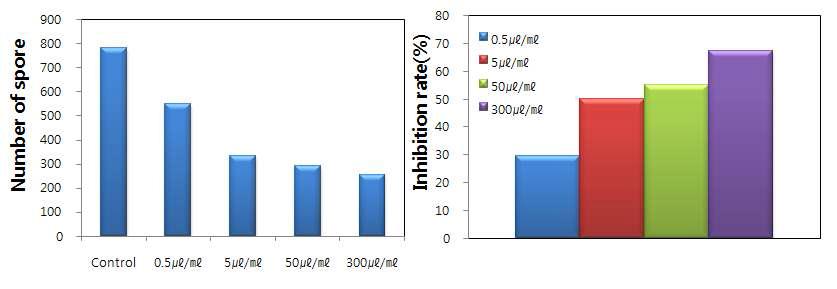 Y6-5의 배양여액이 고추탄저병균의 포자발아 억제효과