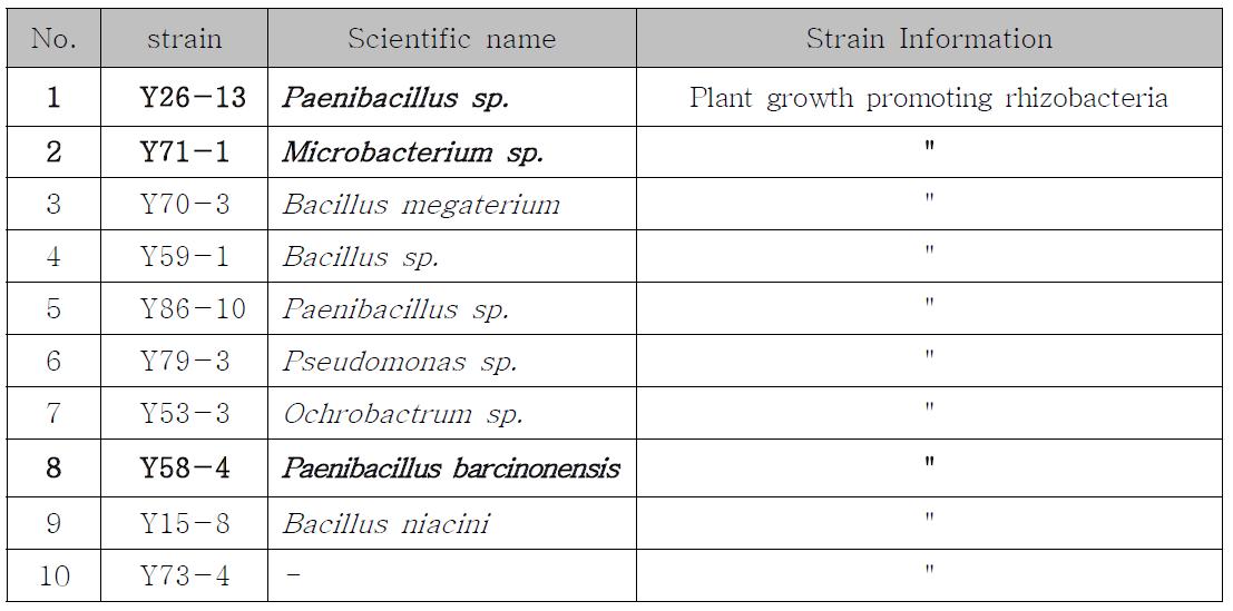 식물생장촉진 기능을 가진 선발균주의 동정결과